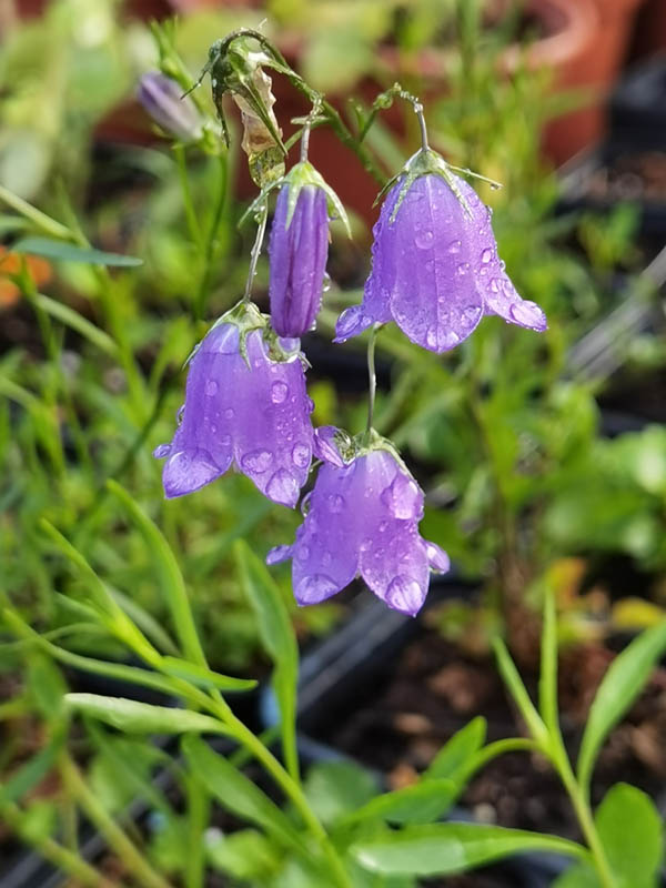 Campanula rotundifolia 5